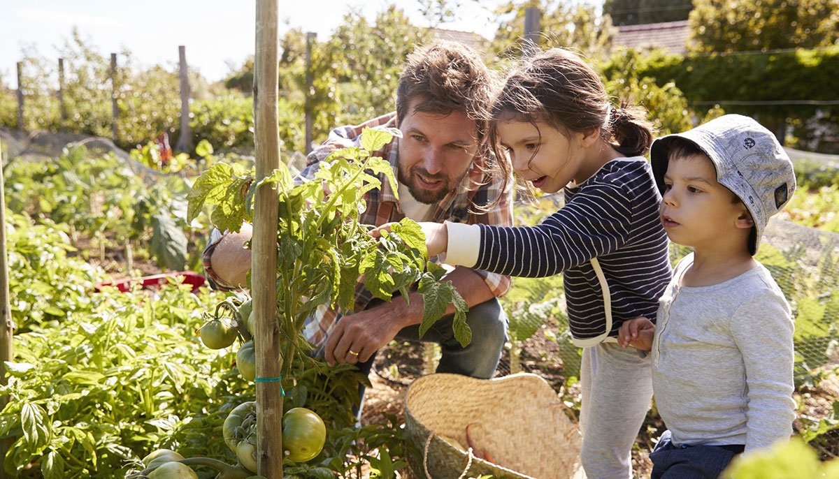 The Most Complete Video Guide For Growing Tomatoes